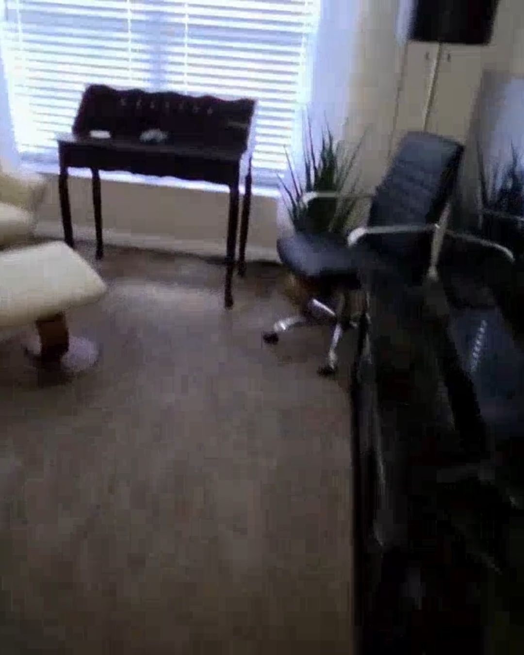 Wet carpet in a home office damaged by hurricane flood water in Clearwater Beach FL