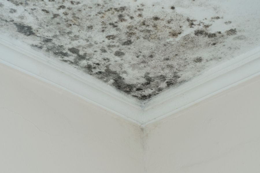 Black and gray mold spreading across a white ceiling corner above a Largo FL home interior.