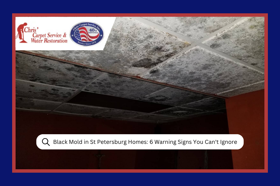 Black Mold in St Petersburg Homes: 6 Warning Signs You Can't Ignore