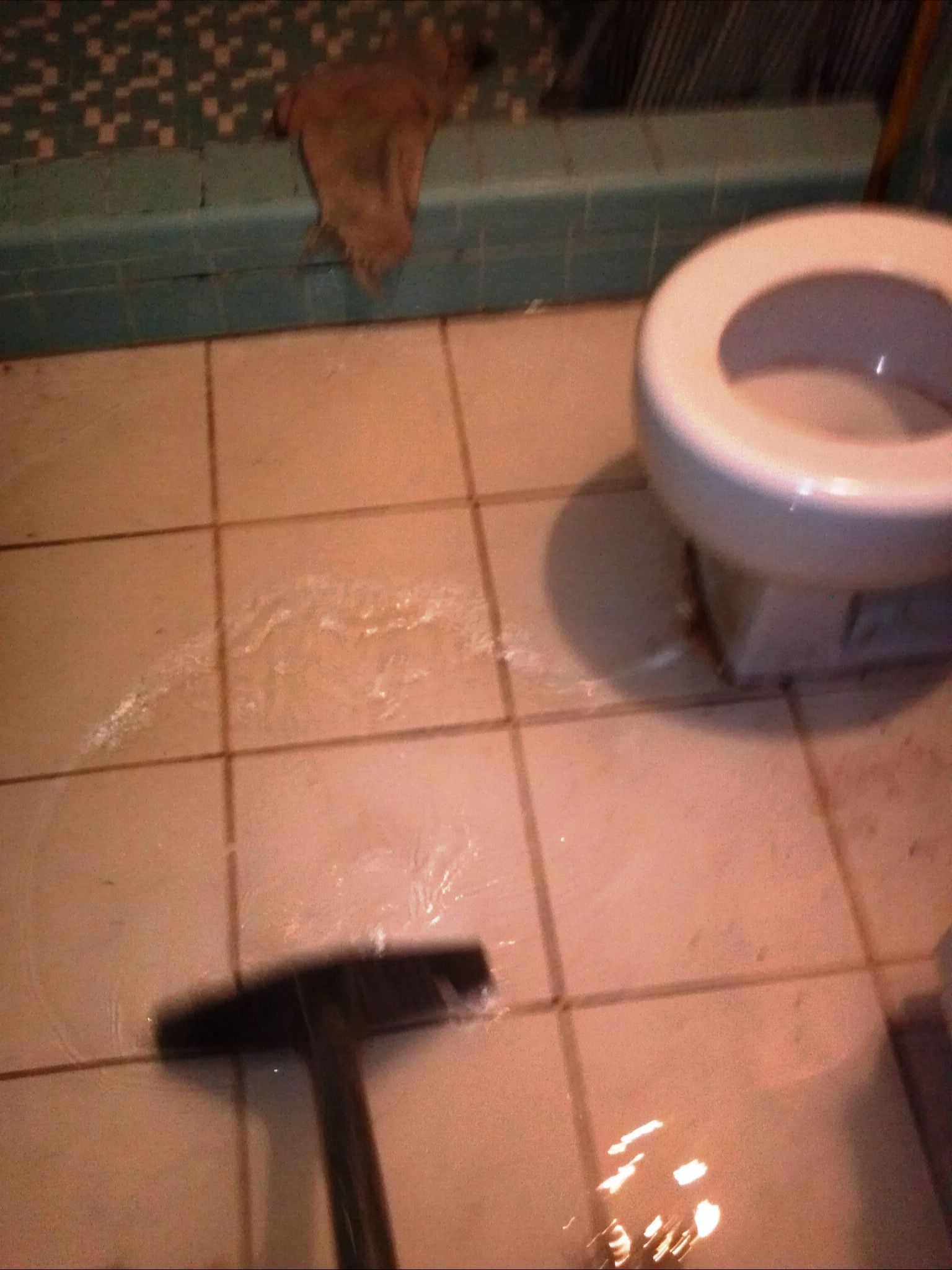Flood Damage Restoration Service in Largo, FL Flooded bathroom in Largo FL before professional water damage restoration by Chris’ Carpet Service.