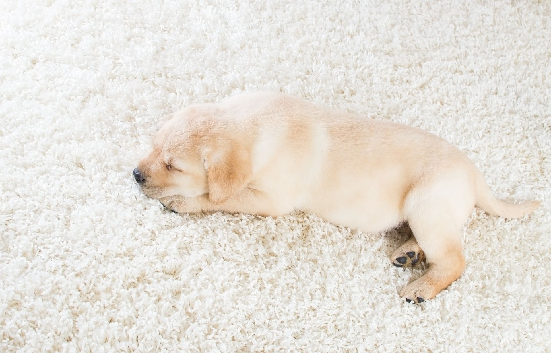 Carpet Cleaning in Largo, FL