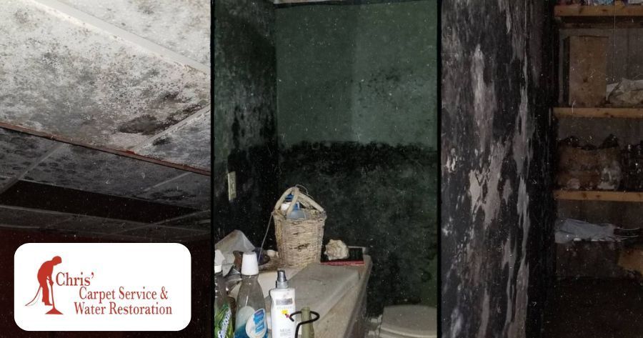Taking on a Serious Mold Issue in a Pinellas Park, FL Home
