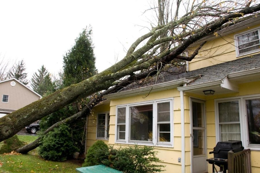 Fallen tree causing storm roof damage to a home