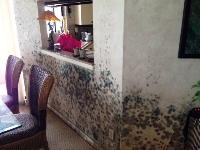 Mold Remediation in Largo, FL Visible mold damage before professional remediation by Chris’ Carpet Service in Largo FL