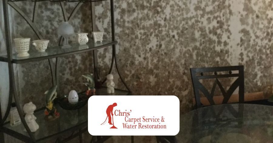 Tackling Mold Removal and Remediation Due to AC Water Leak in St. Petersburg, FL