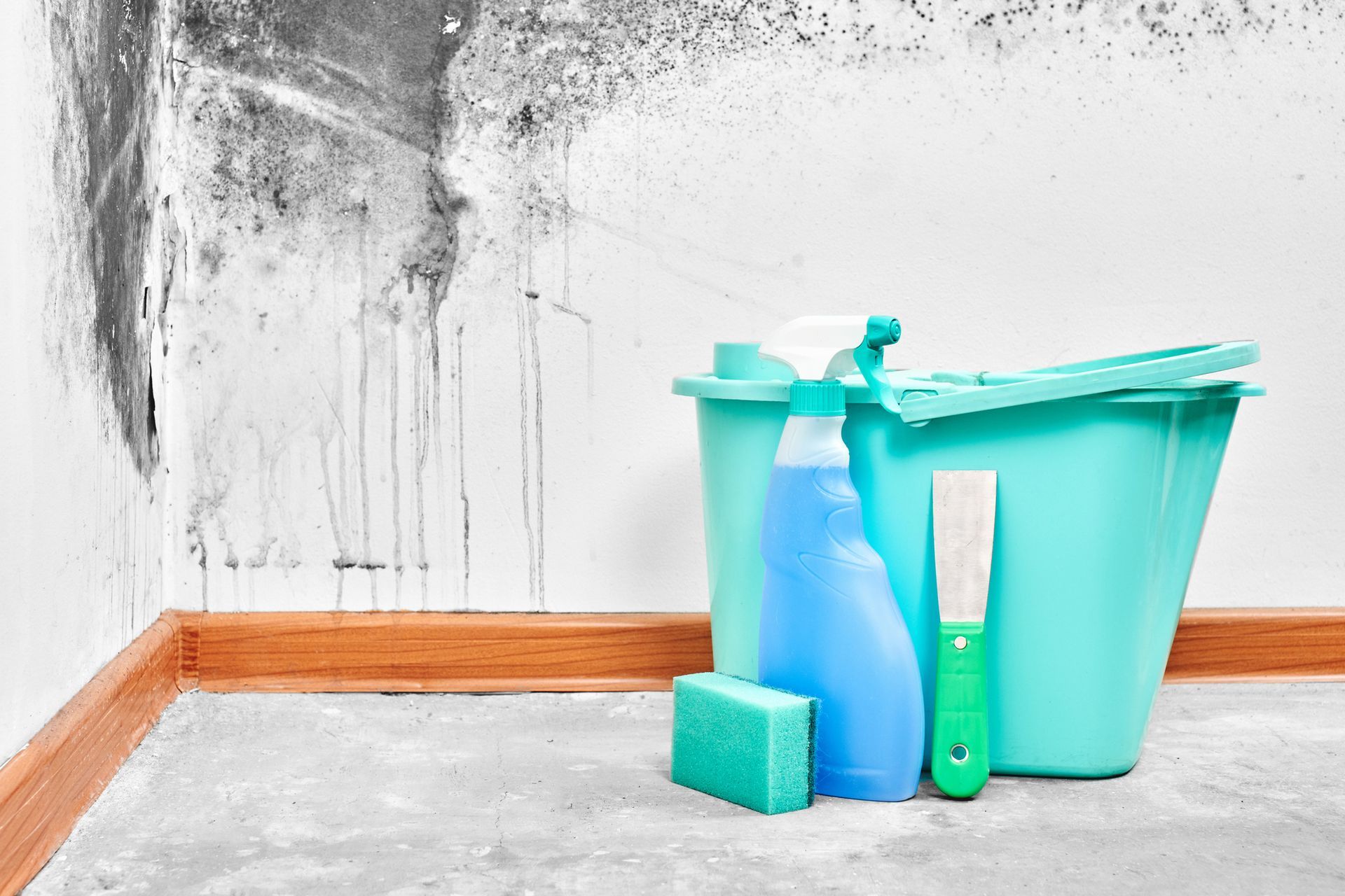Mold Remediation in Largo, FL
