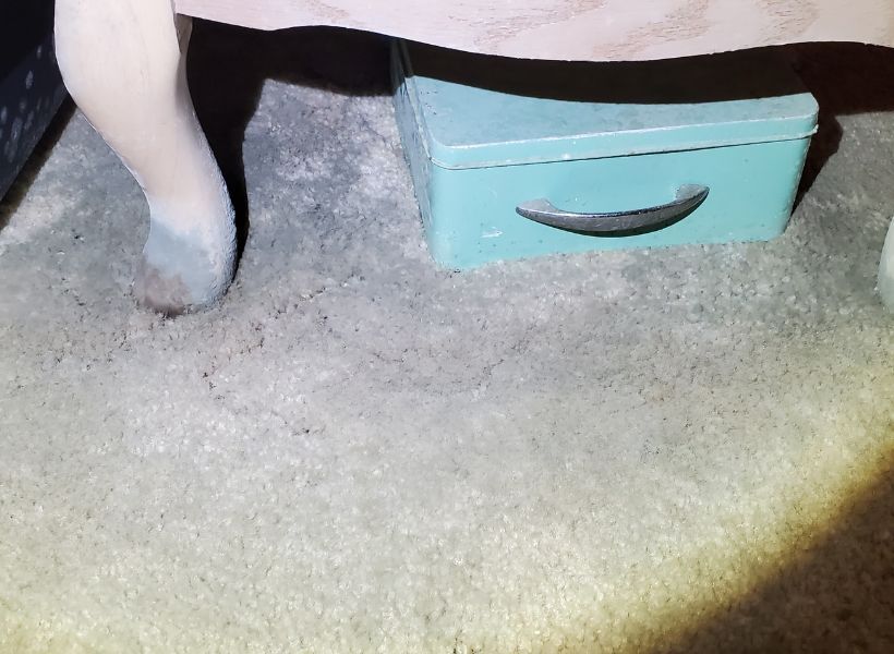 moldy carpet