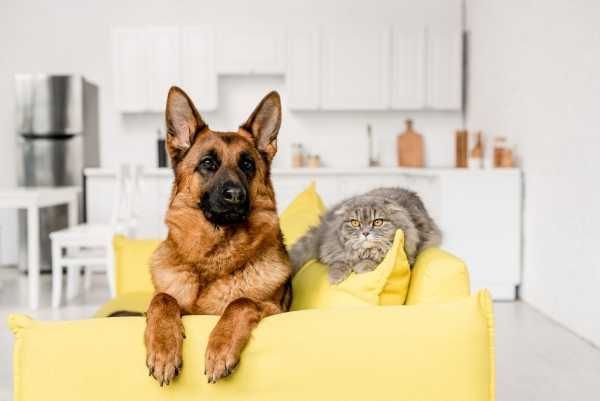 Pet Odor Removal in Largo, FL