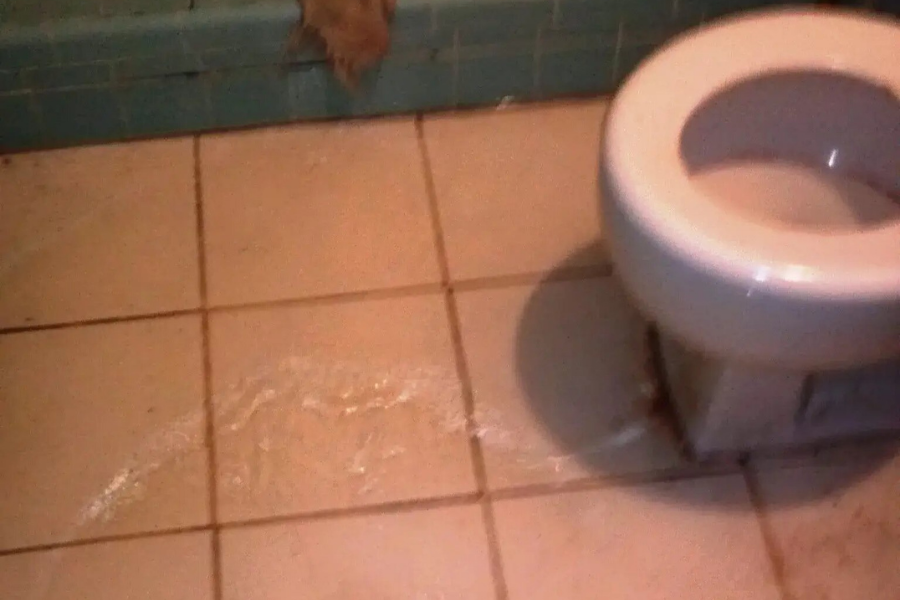 Professional sewage cleanup and water damage restoration