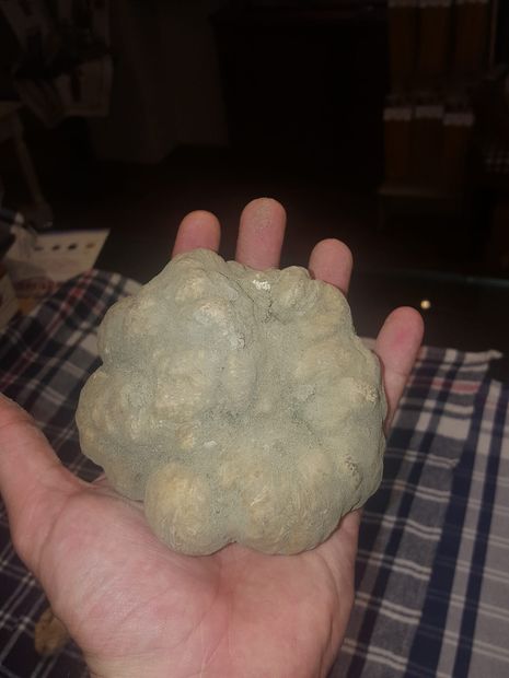 tartufo bianco di Alba