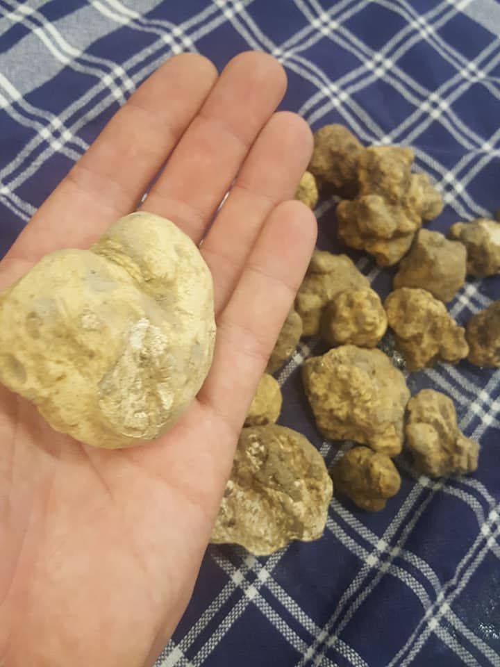 tartufo bianco di Alba appena trovato
