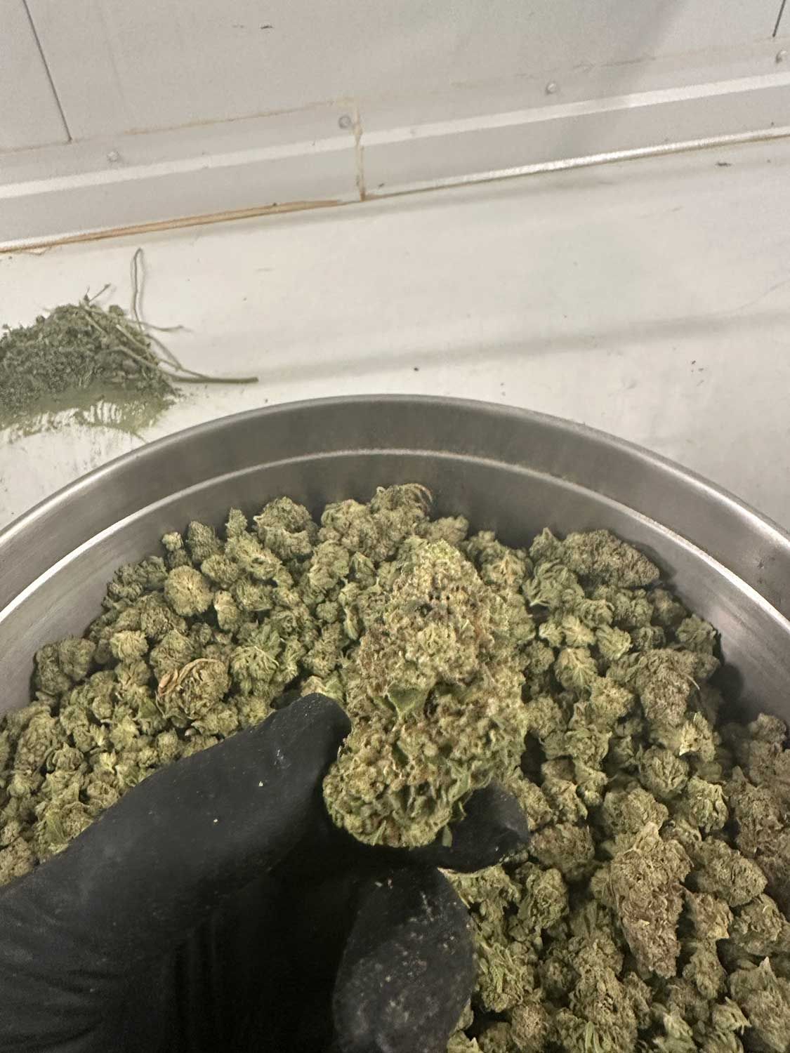 Dry Flower 4