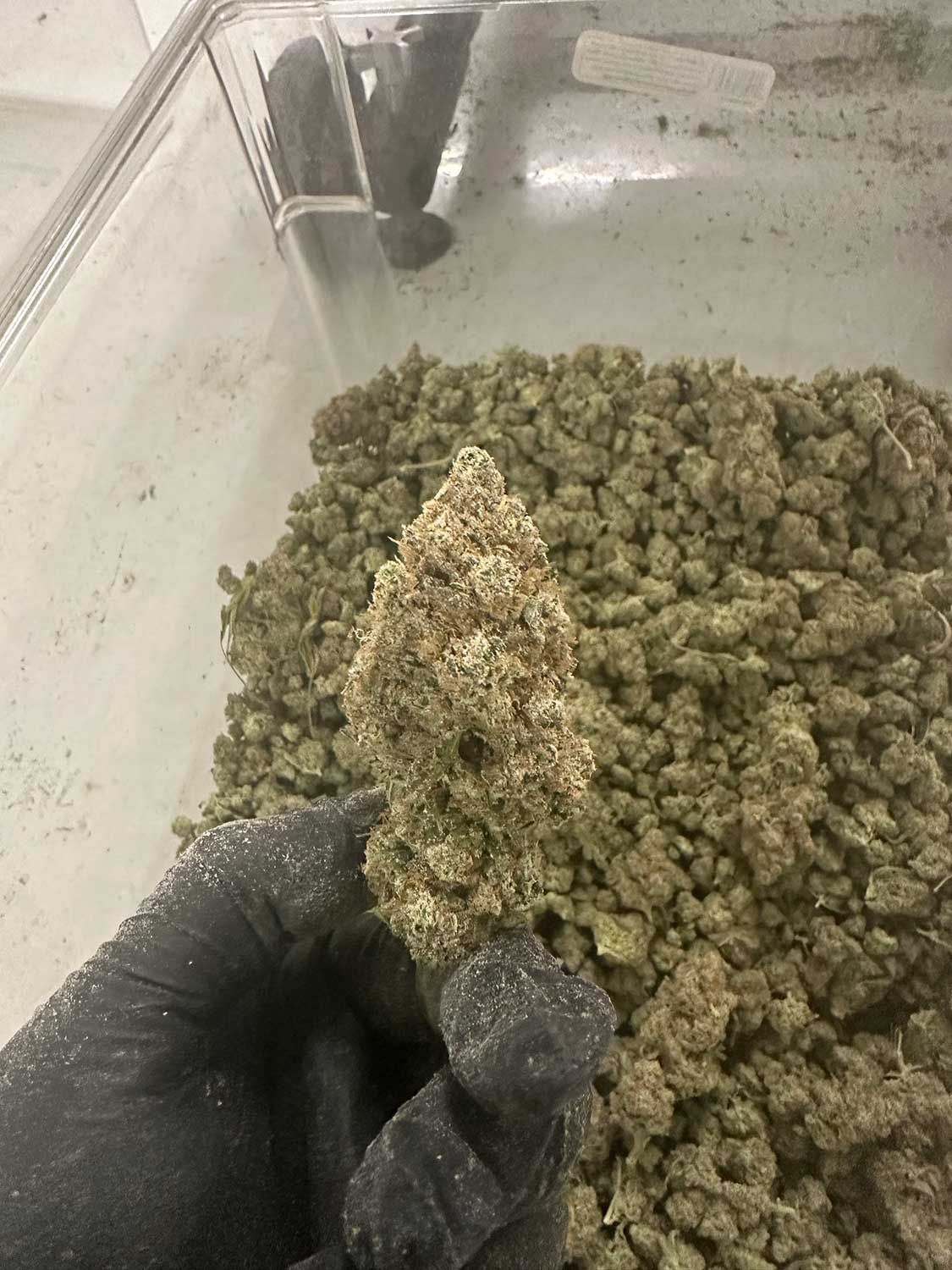 Dry Flower 2