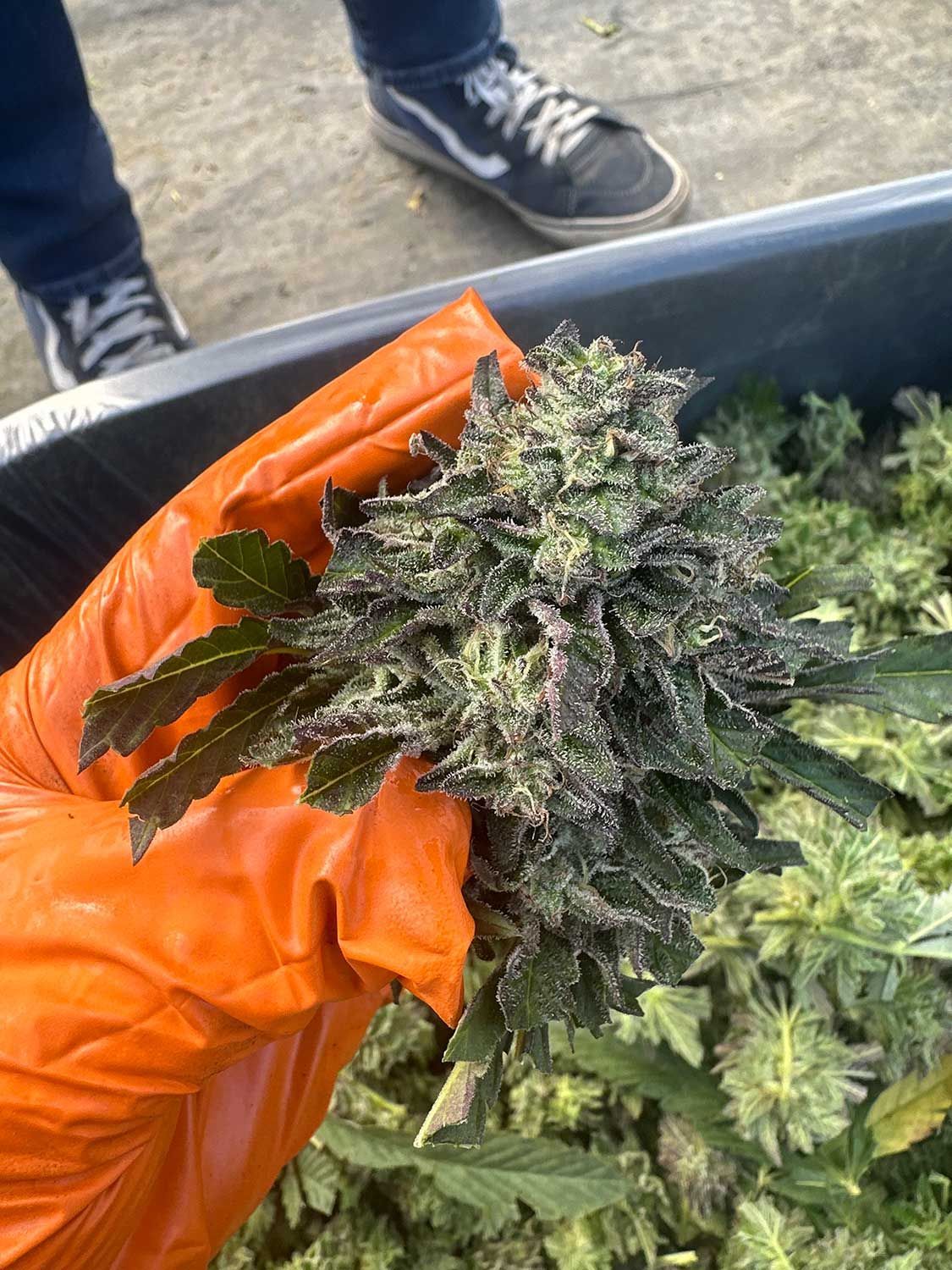 Orange-gloved hand 