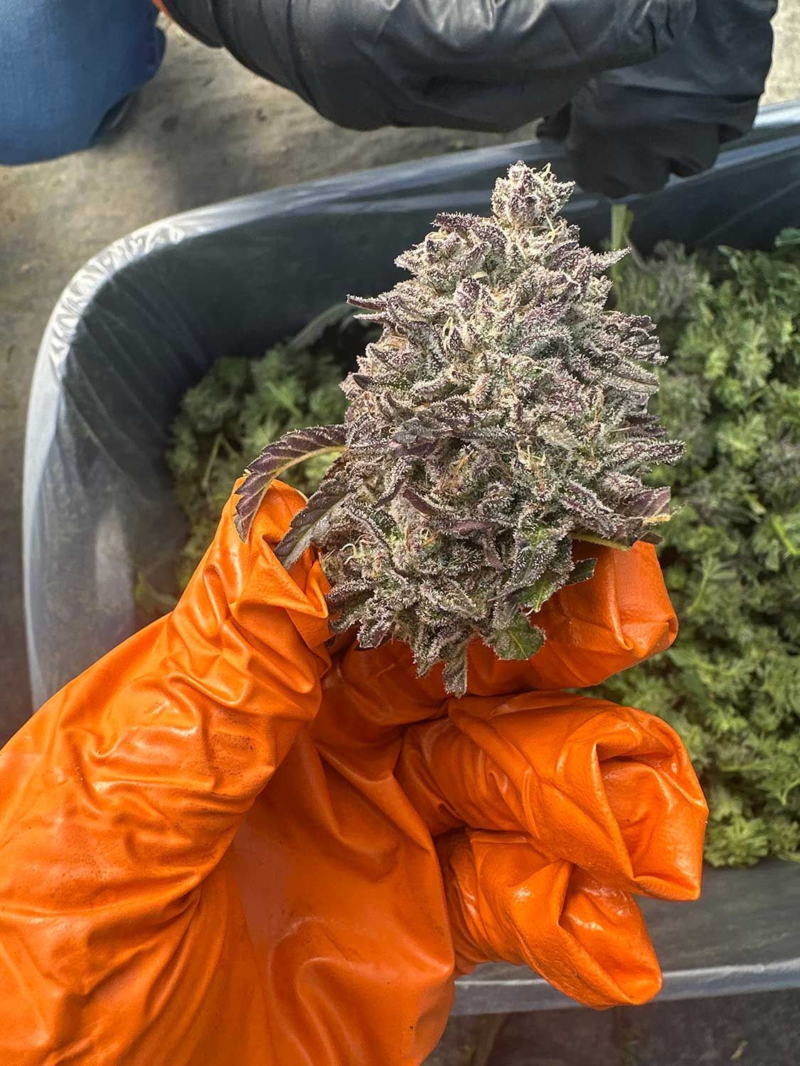 FreshFrozenFnishedFlower