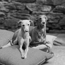 Two Italian greyhounds resting on outdoor cushions.