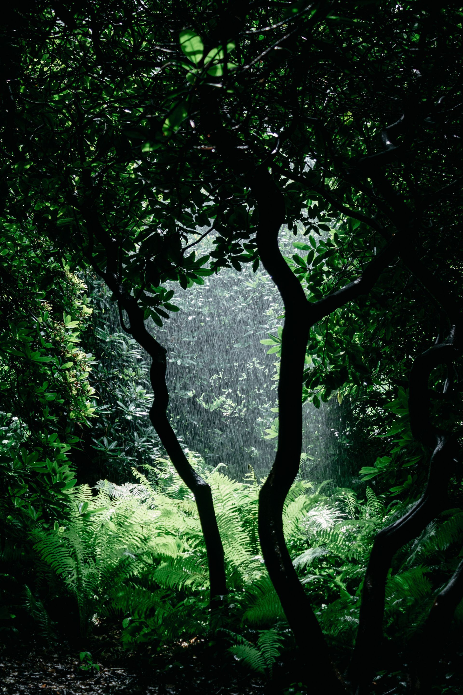 Dense green forest with two dark tree trunks framing a bright clearing