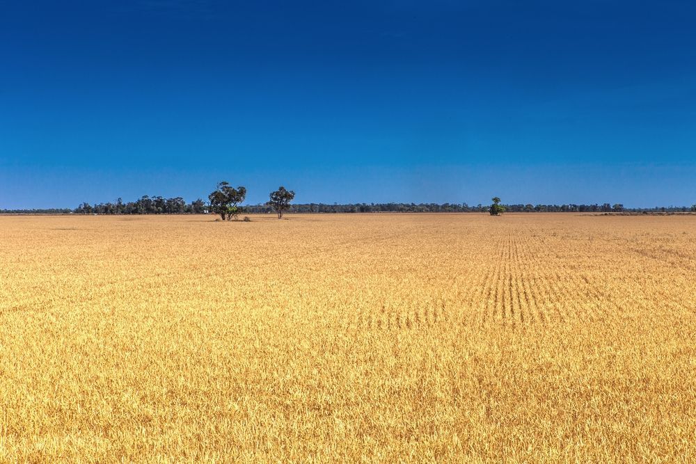 A Large Field Of Wheat With Trees In The Distance And A Blue Sky — Eddies Trailers & Fab in Moree, NSW