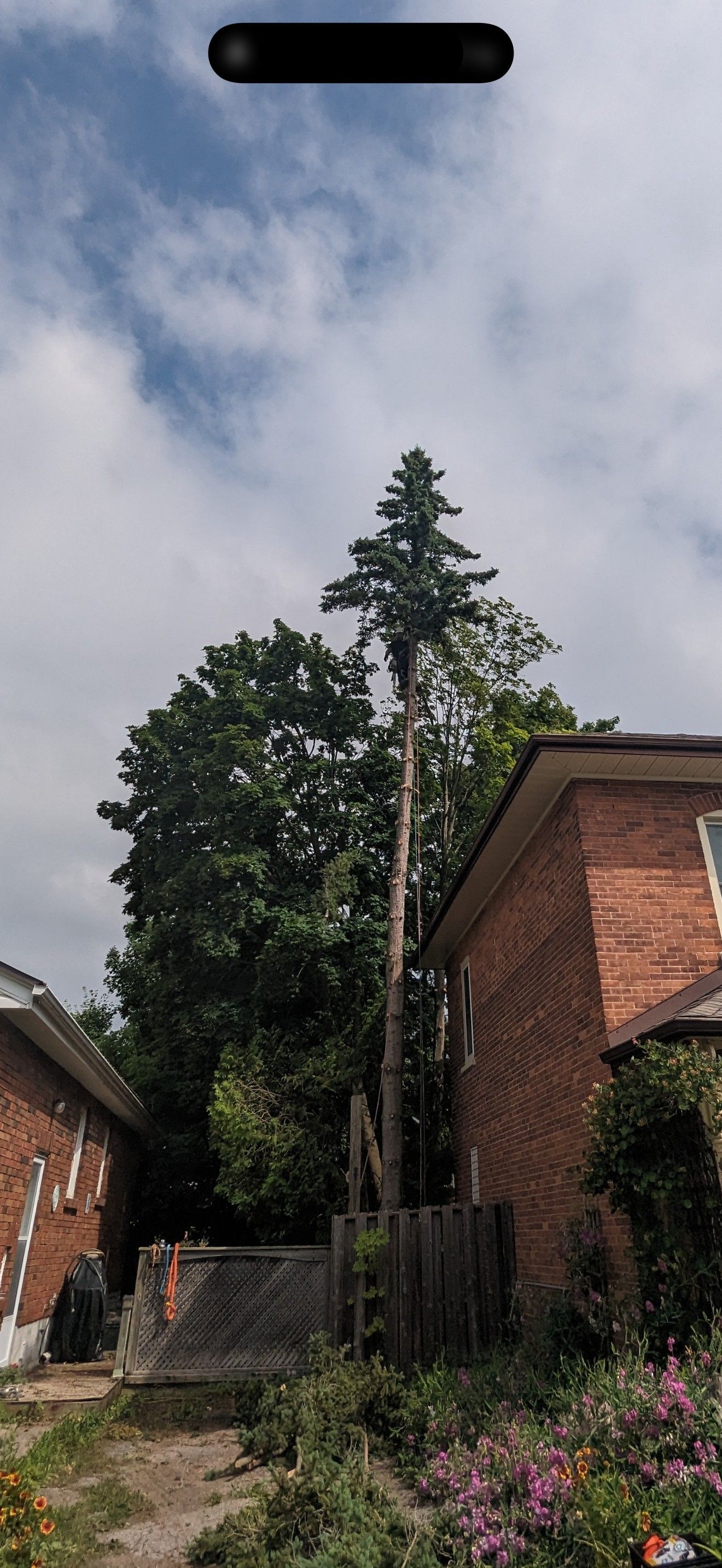 Arborist removing spruce tree