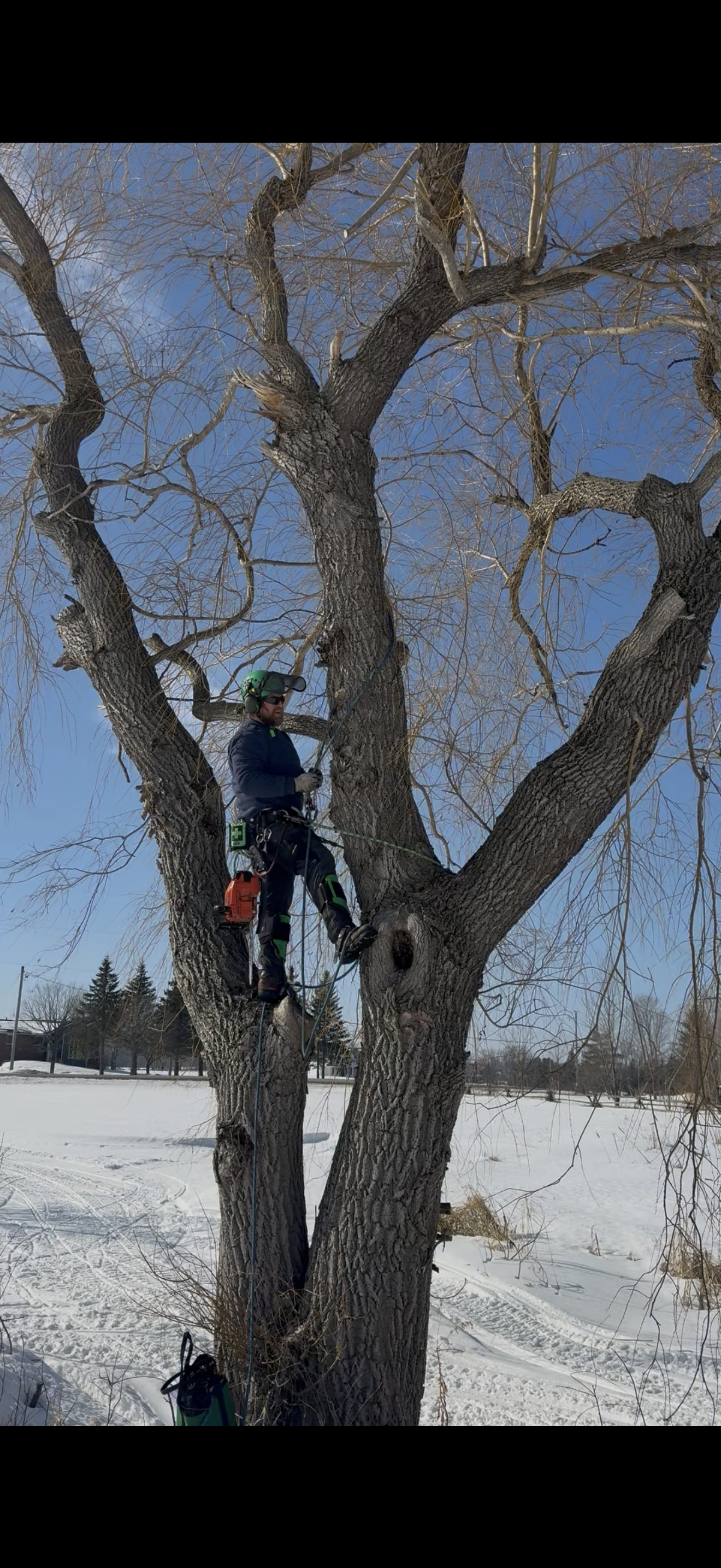 Winter willow tree removal