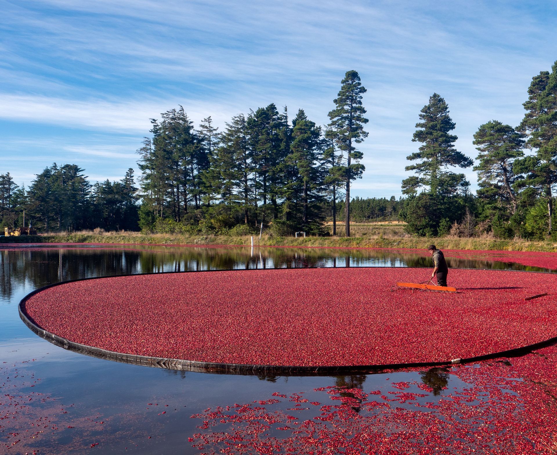 Un tuyau de drainage longe un étroit canal d'irrigation traversant un champ de fleurs rouges, sous une rangée d'arbres.