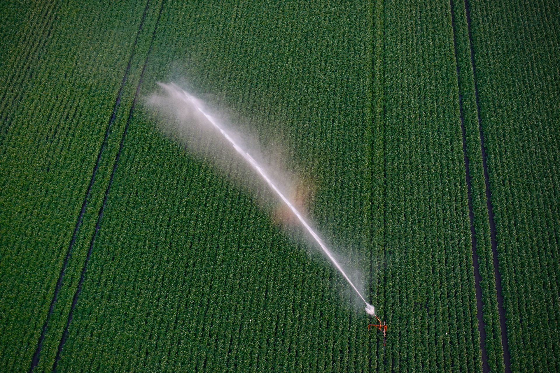 Système d'irrigation à pivot central arrosant un champ cultivé vert au lever du soleil