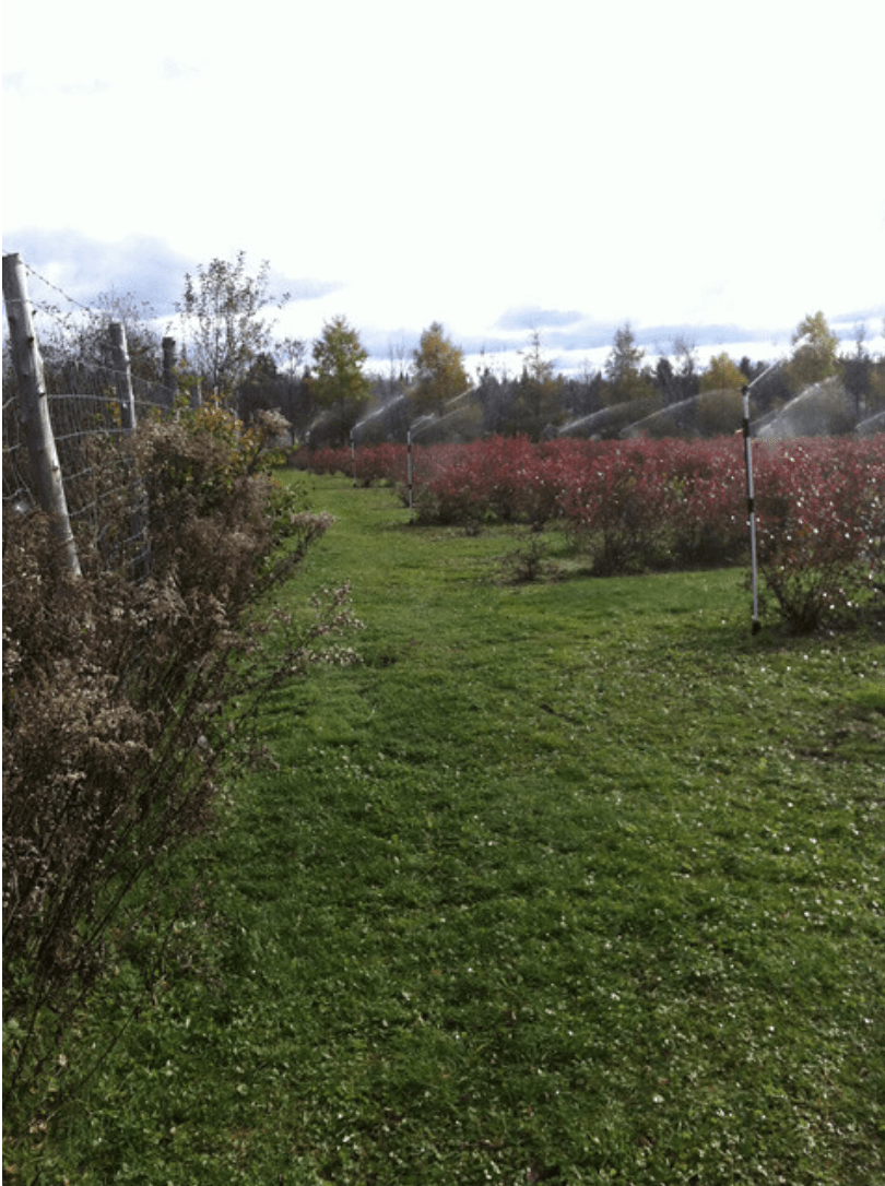 Chemin herbeux entre des buissons et des arbustes fleuris dans un jardin sous un ciel nuageux