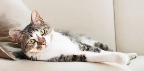 A cat with white and grey fur reclines on a beige couch, looking at the camera with one eye closed.