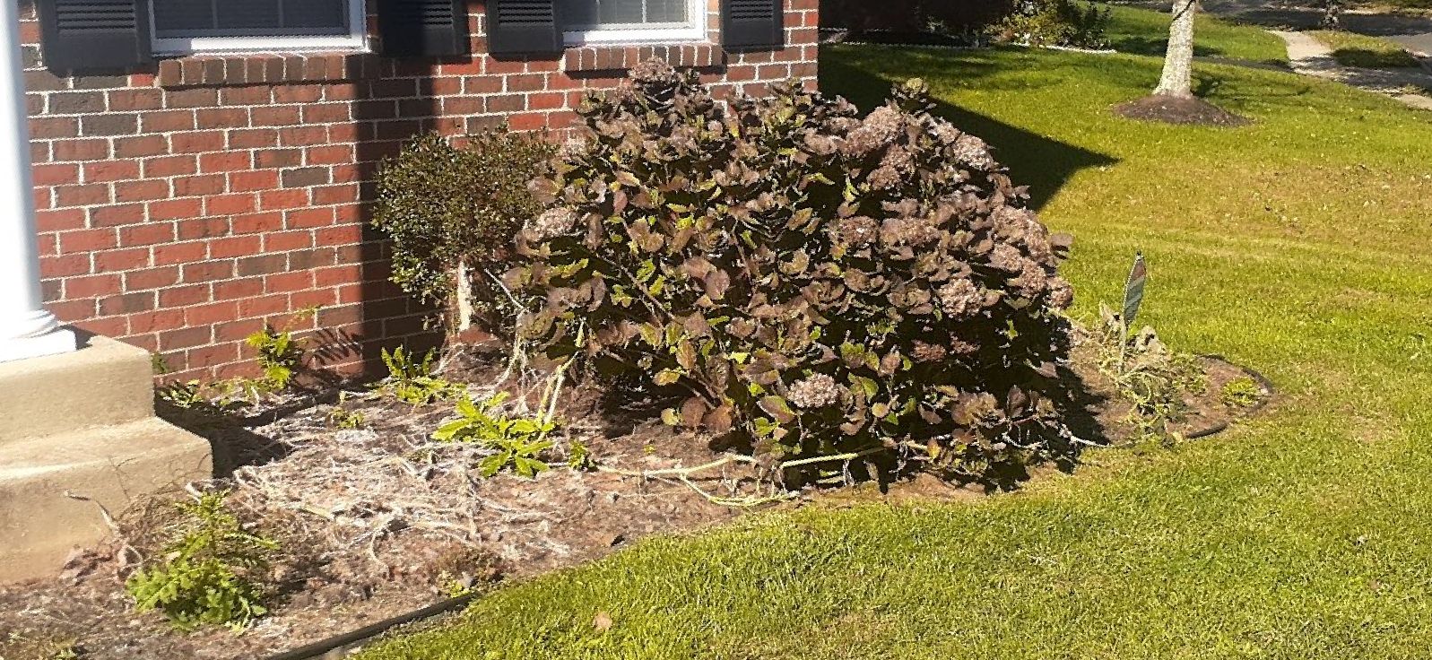 A brick house with a bush in front of it.