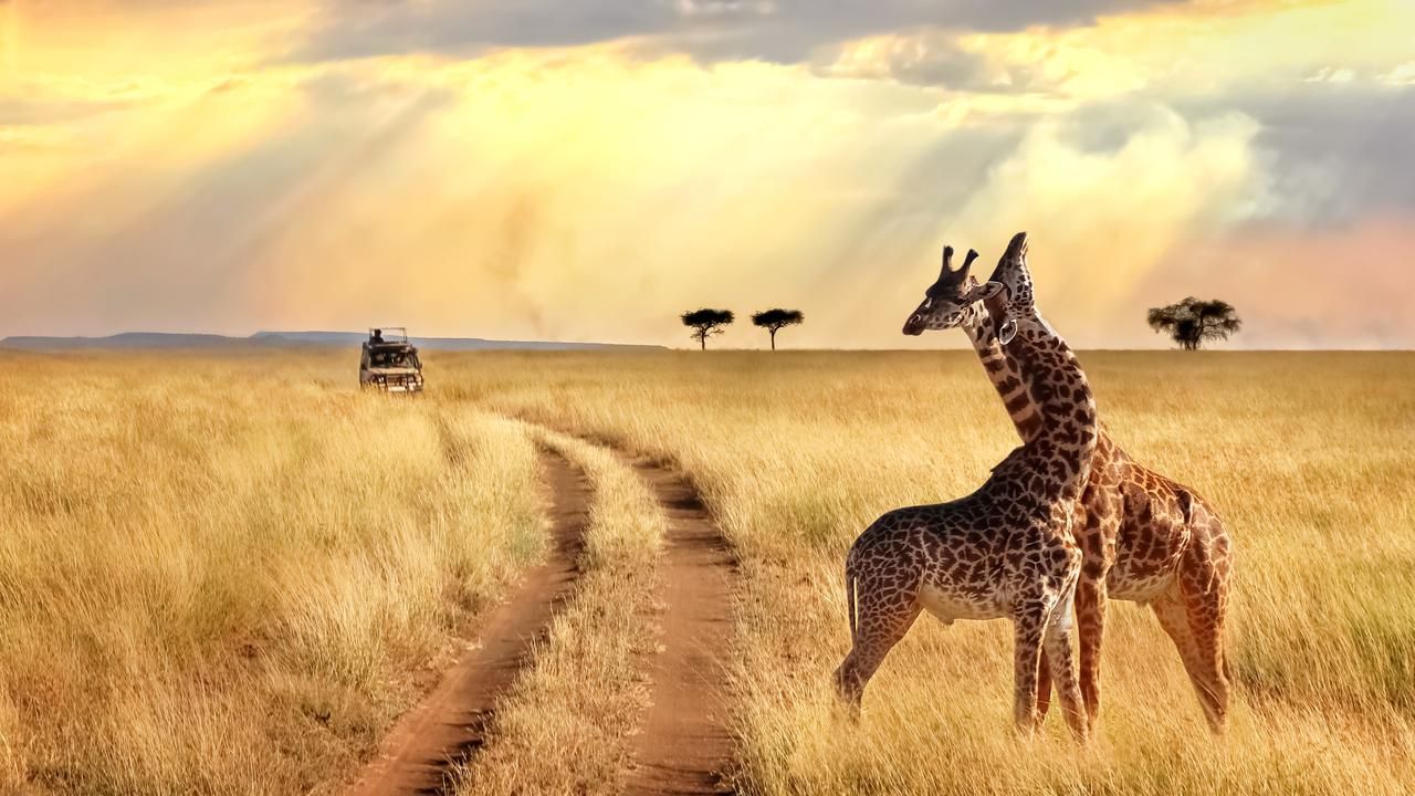 Two giraffes stand in a golden savanna with a dirt path and a distant safari vehicle under a stormy sky.