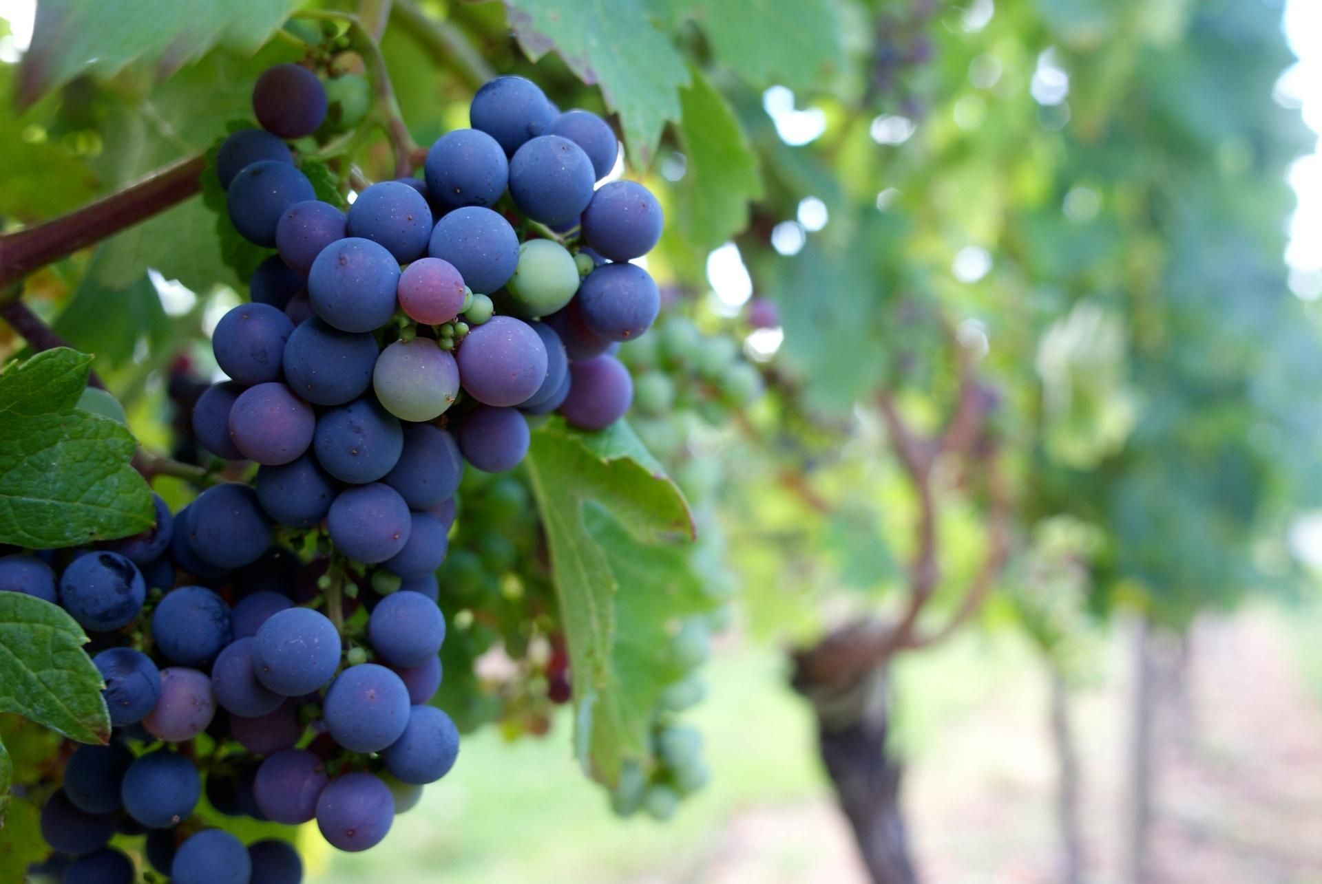 Wine farm in the heart of Bordeaux