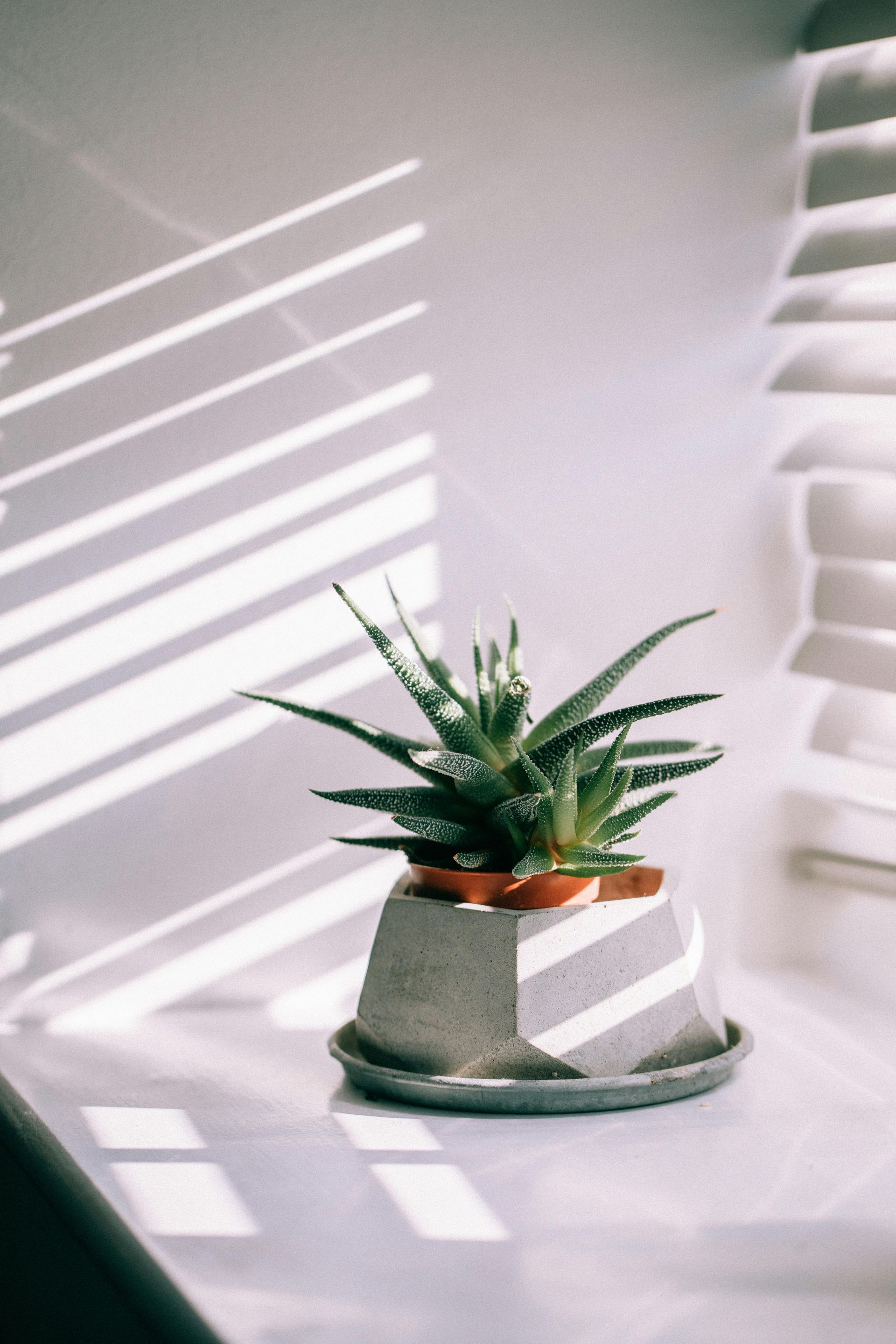 Small potted succulent on a tray by sunlit window blinds, with striped light on a white surface