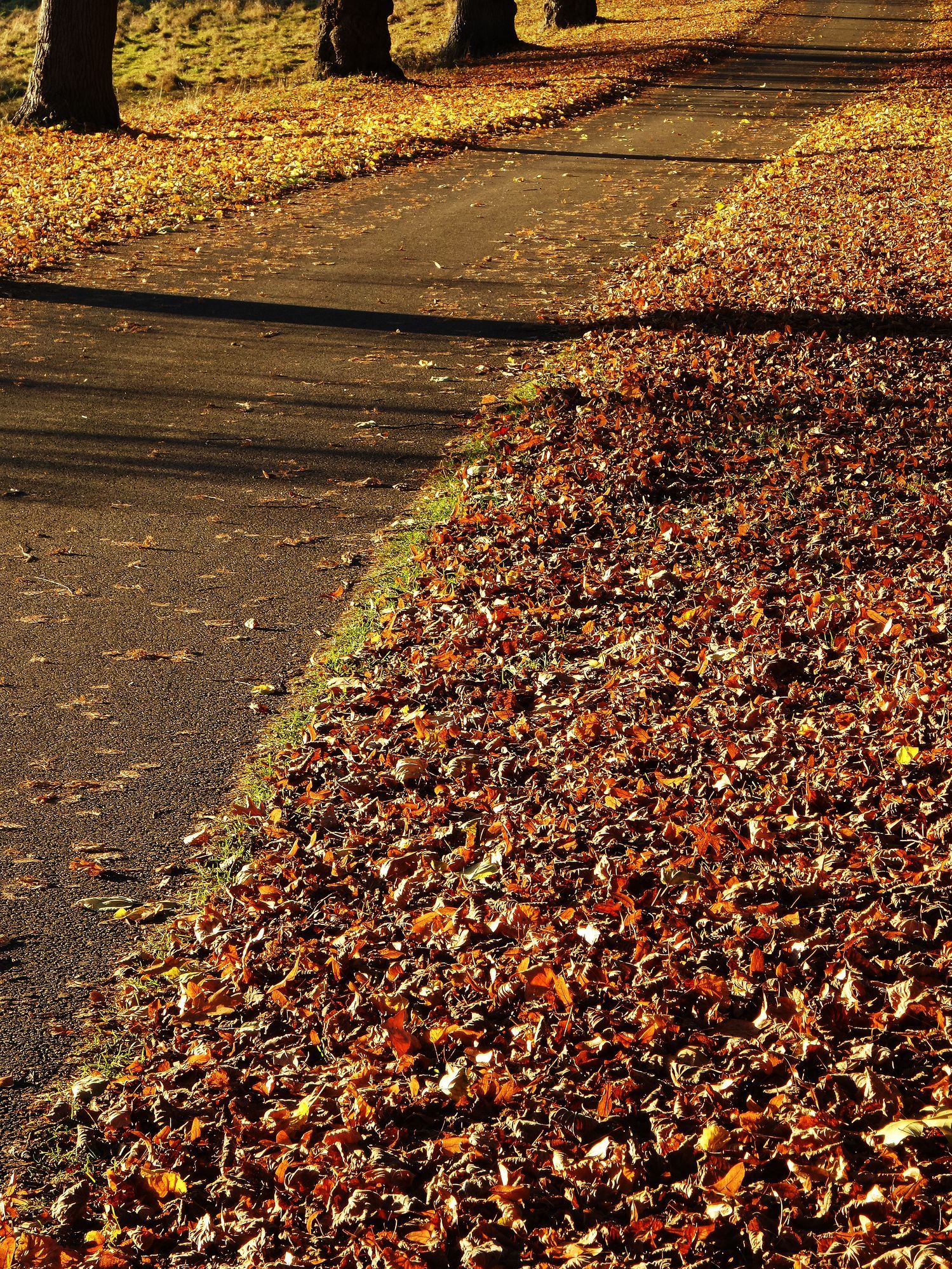 Curving sidewalk covered in fallen autumn leaves beside a tree-lined path