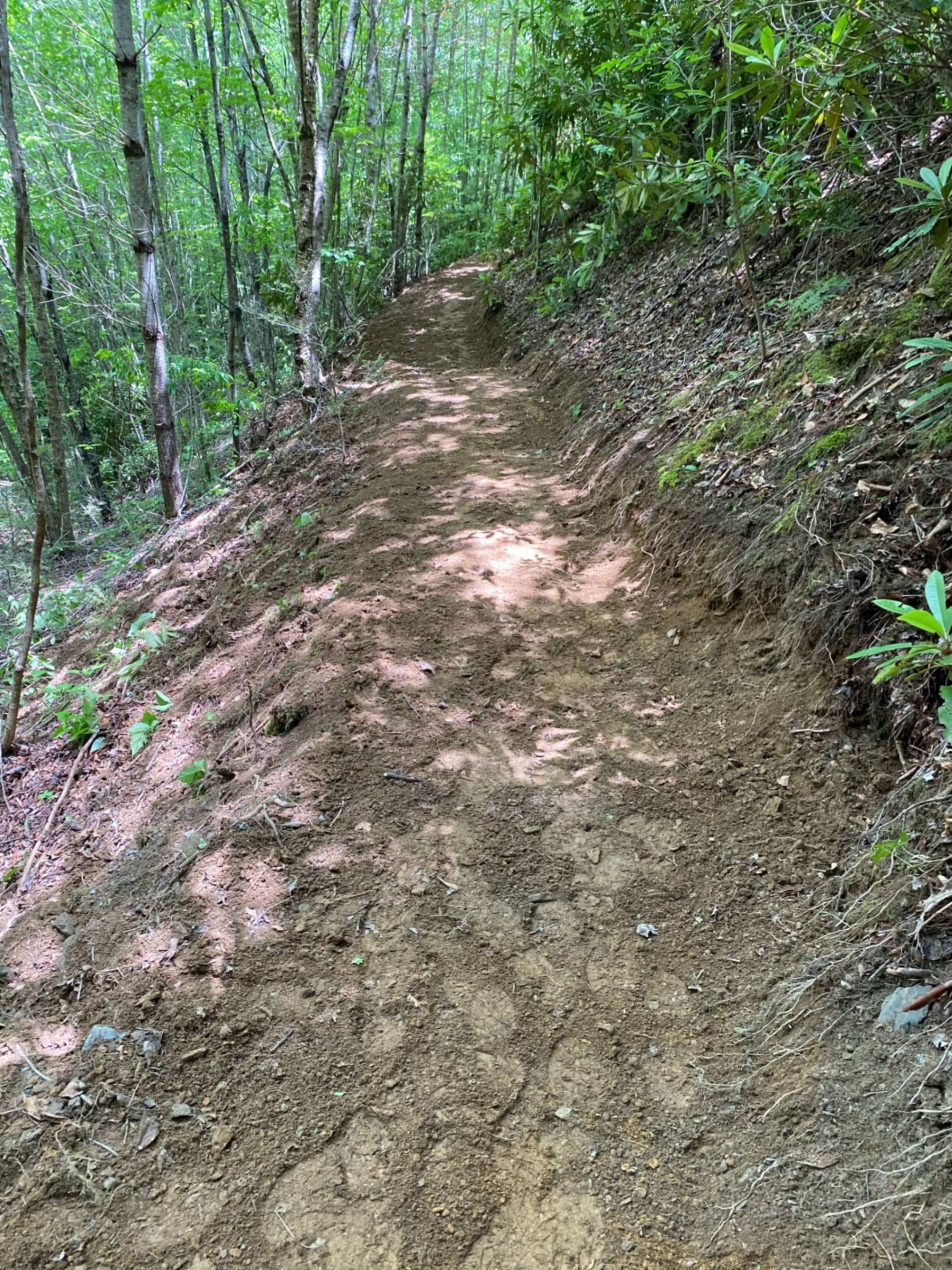Dirt hiking trail curving through a dense green forest on a hillside