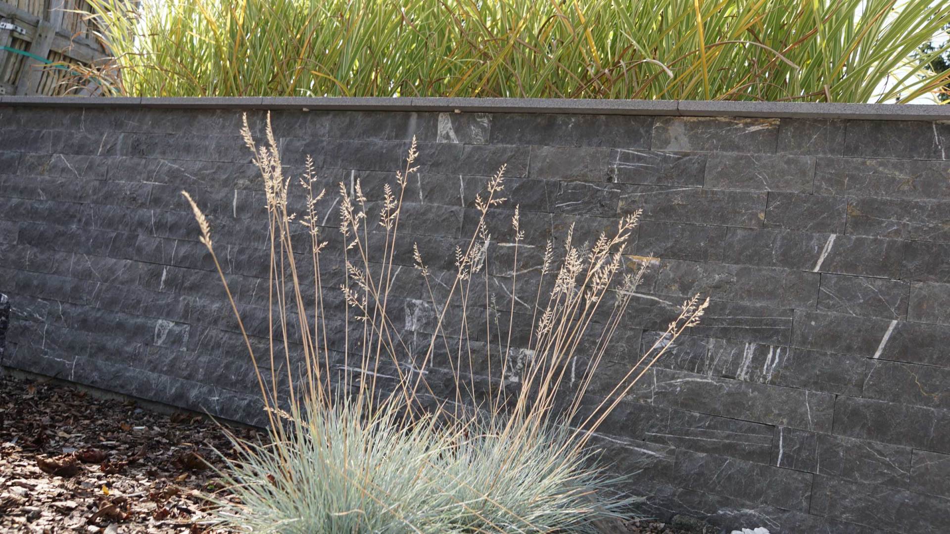 Blue fescue grass with tan seed heads in front of a gray retaining wall and tall ornamental grass.