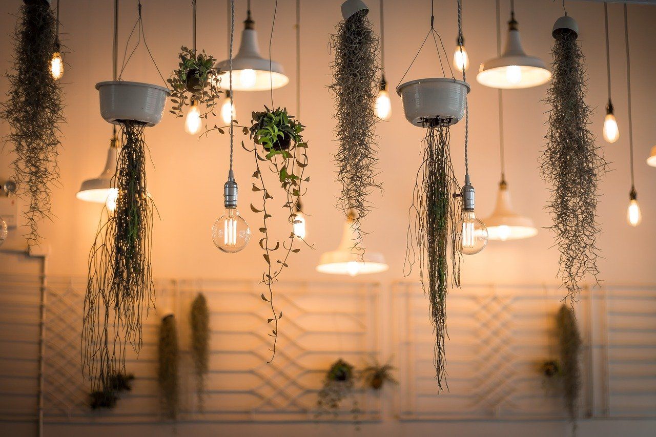 plants for stone walls