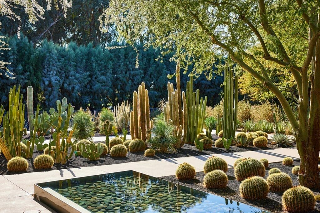 A pond surrounded by cactus and trees in a garden.