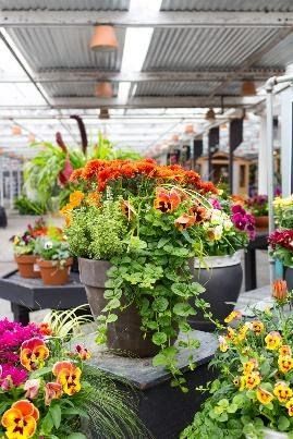 A greenhouse filled with potted plants and flowers.