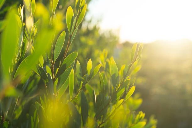 The sun is shining through the leaves of a bush.