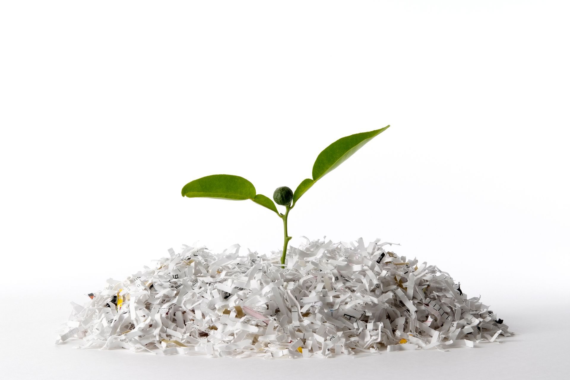 A small plant is growing out of a pile of shredded paper.