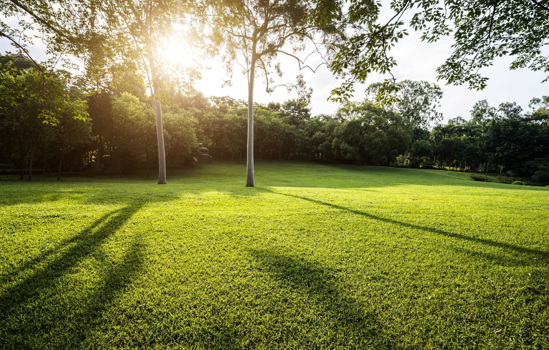 The sun is shining through the trees and casting a shadow on the grass.