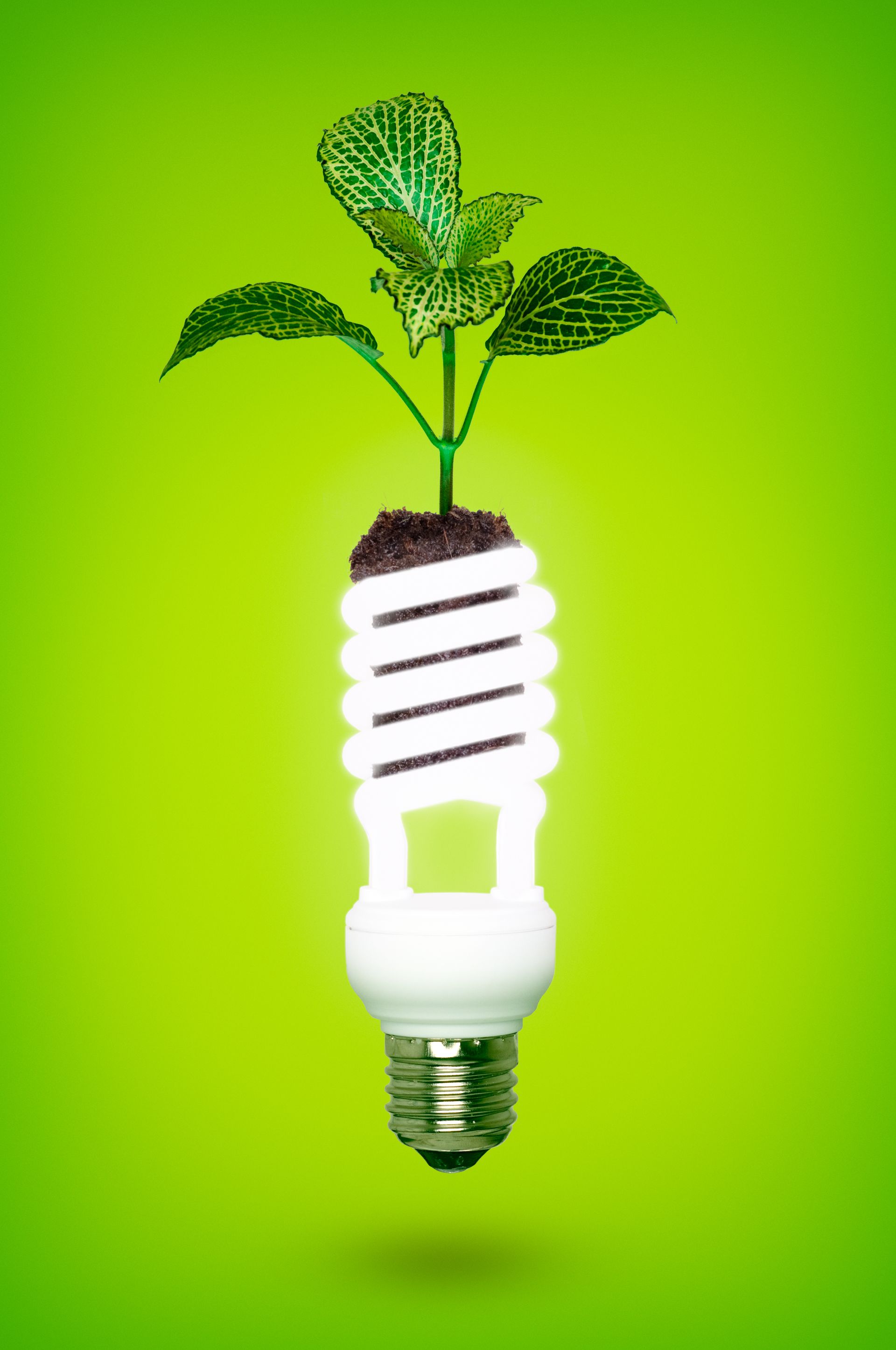 A light bulb with a plant growing out of it.