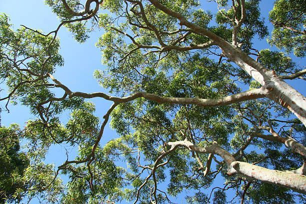 Looking up at a tall tree with lots of branches and leaves against a blue sky