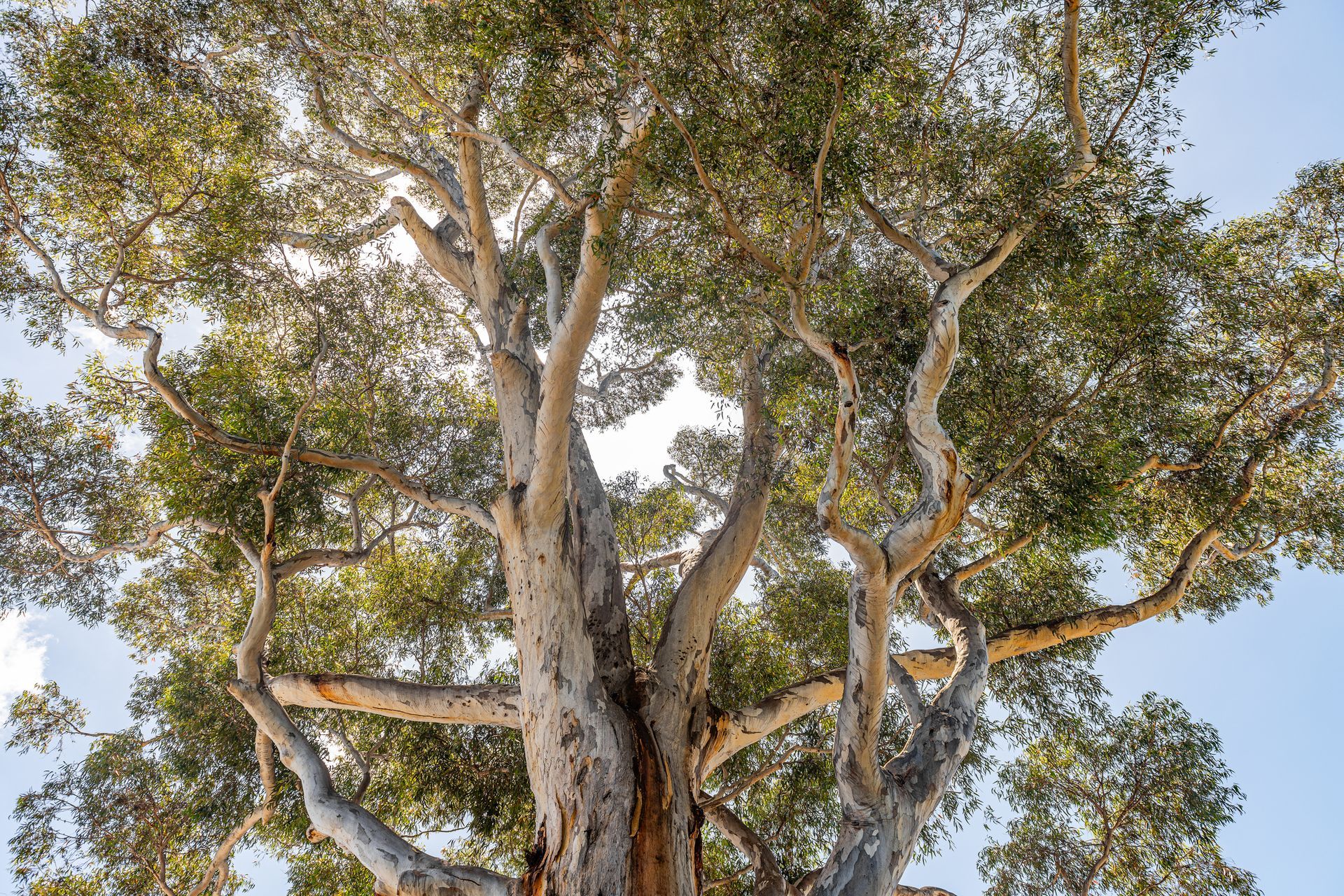 A large tree with lots of branches and leaves against a blue sky.