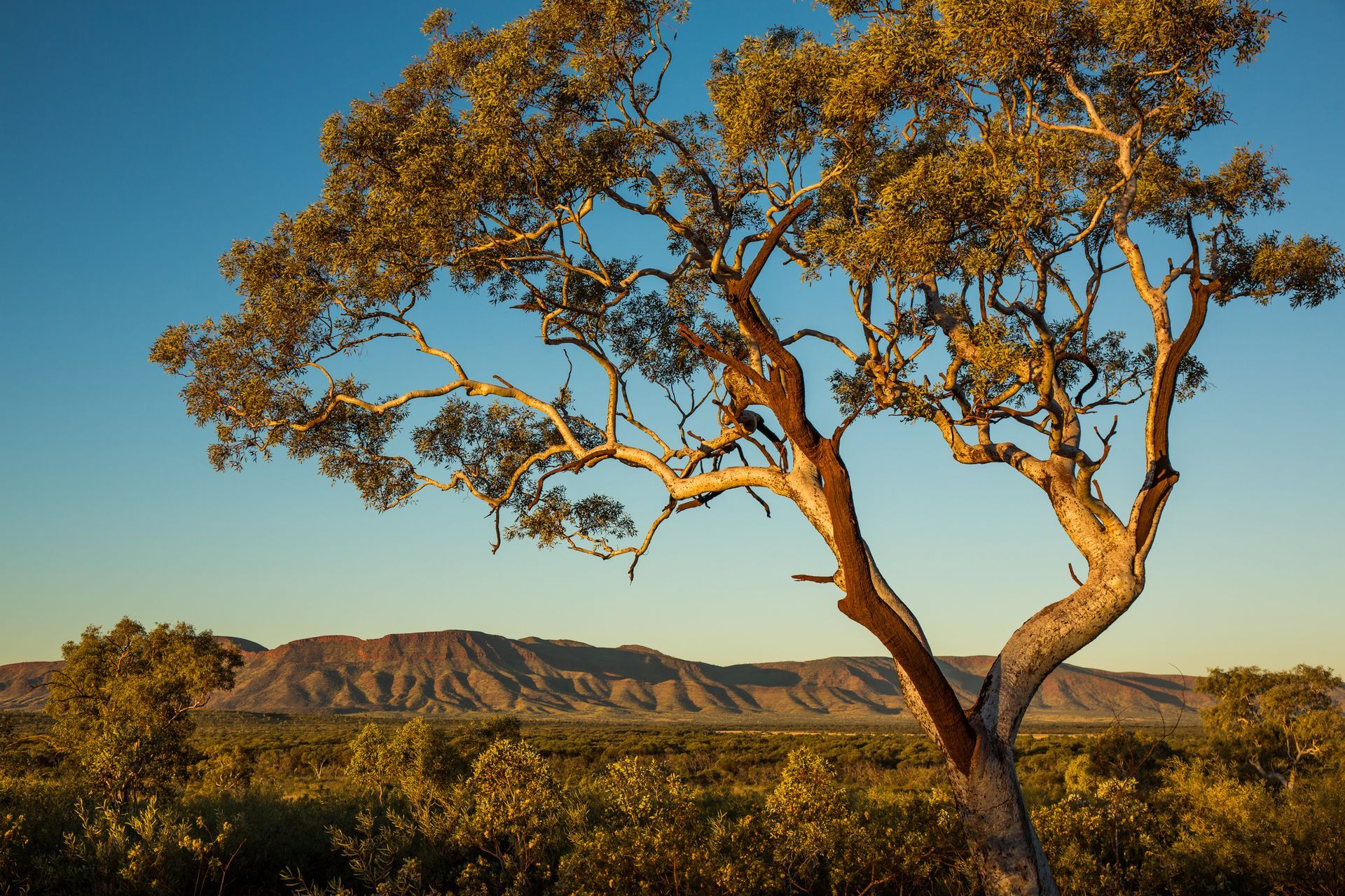 A tree in the middle of a desert with mountains in the background