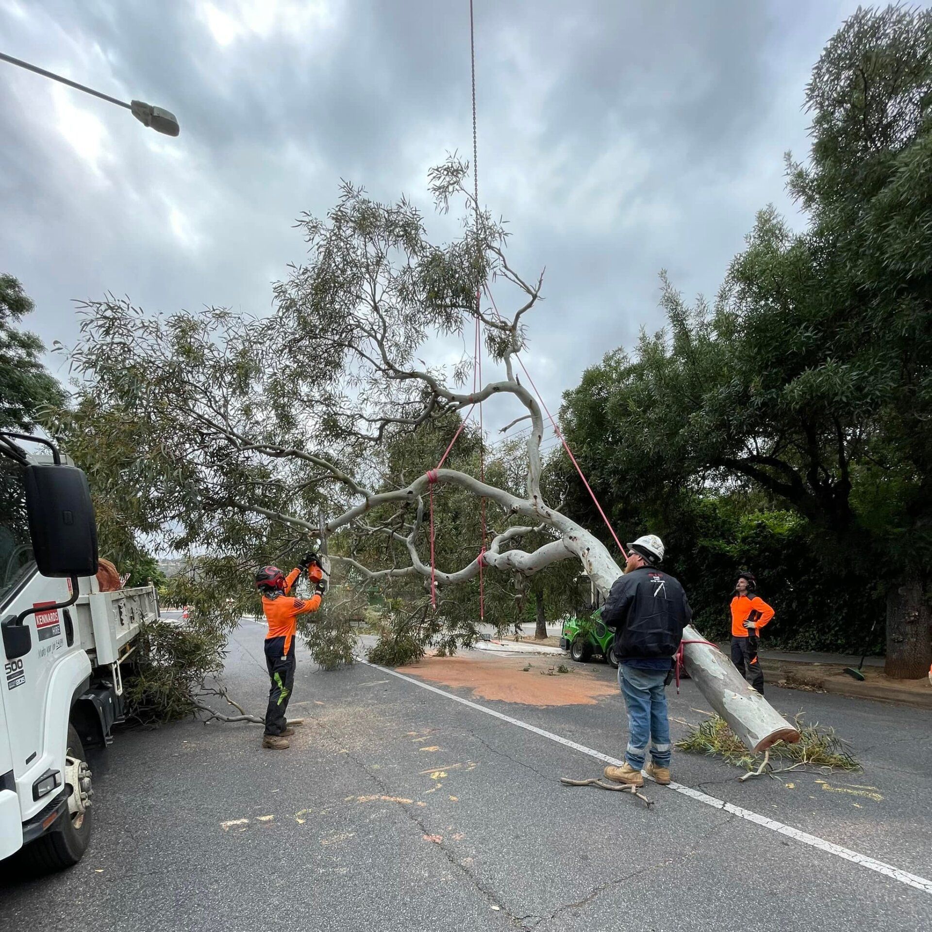 Lifting Big Tree — Adelaide, SA — AGL & Son Crane Hire