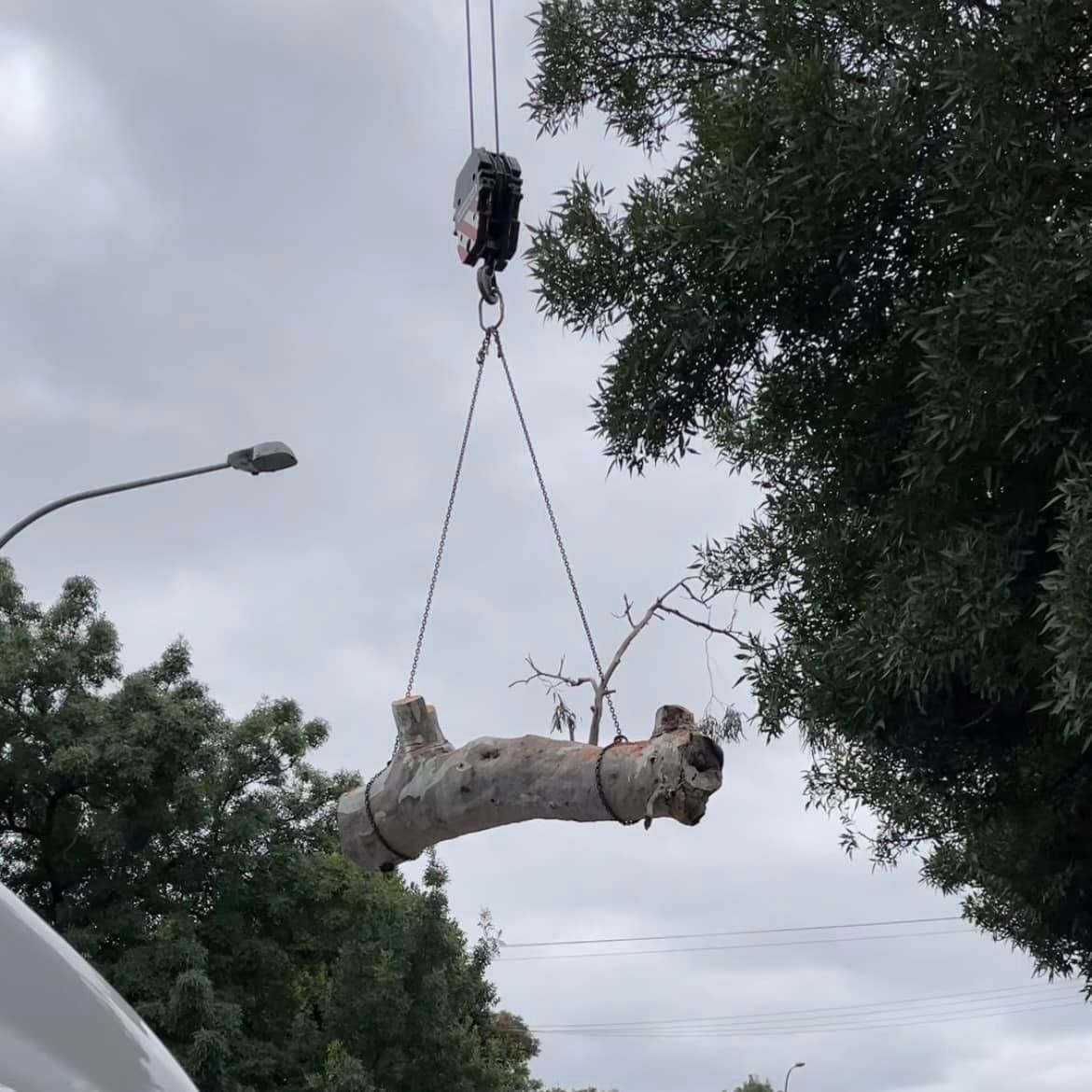Tree Worker Crane — Adelaide, SA — AGL & Son Crane Hire