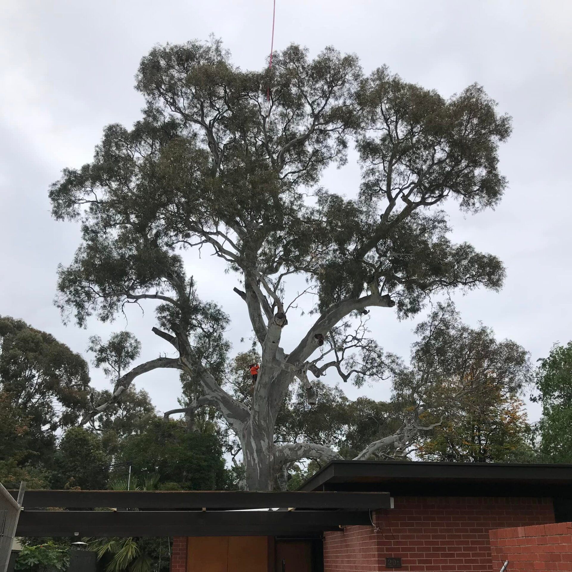 Removed Tree — Adelaide, SA — AGL & Son Crane Hire