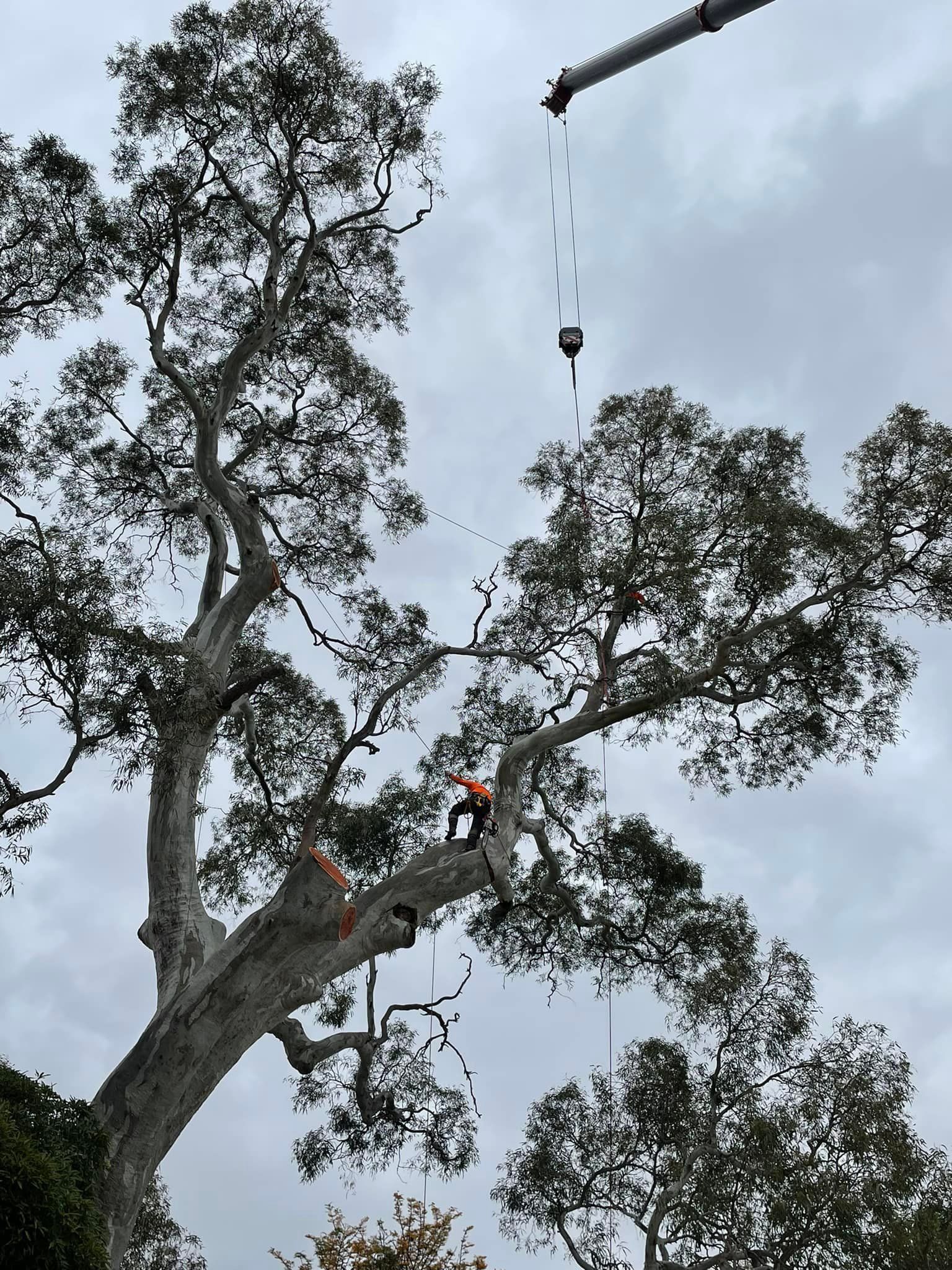 Moving Big Trees — Adelaide, SA — AGL & Son Crane Hire
