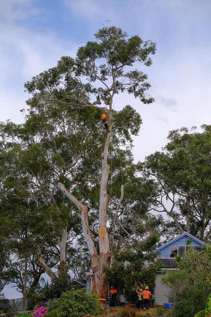 tree removal in progress
